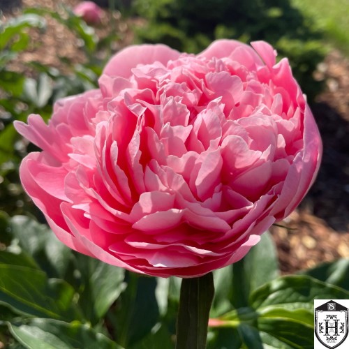 Paeonia 'Etched Salmon' - Pojeng 'Etched Salmon'